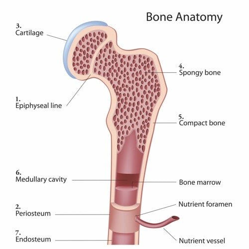 bone anatomy melioguide