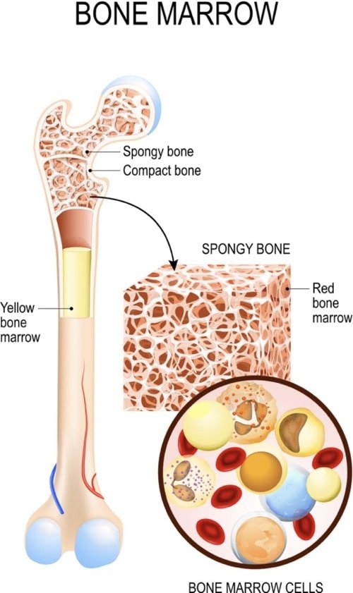 bone marrow anatomy-min