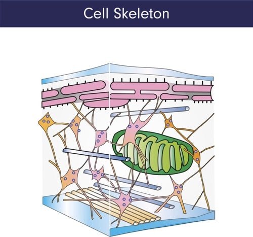 cytoskeleton melioguide
