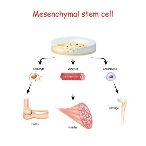 mesenchymal stem cell melioguide