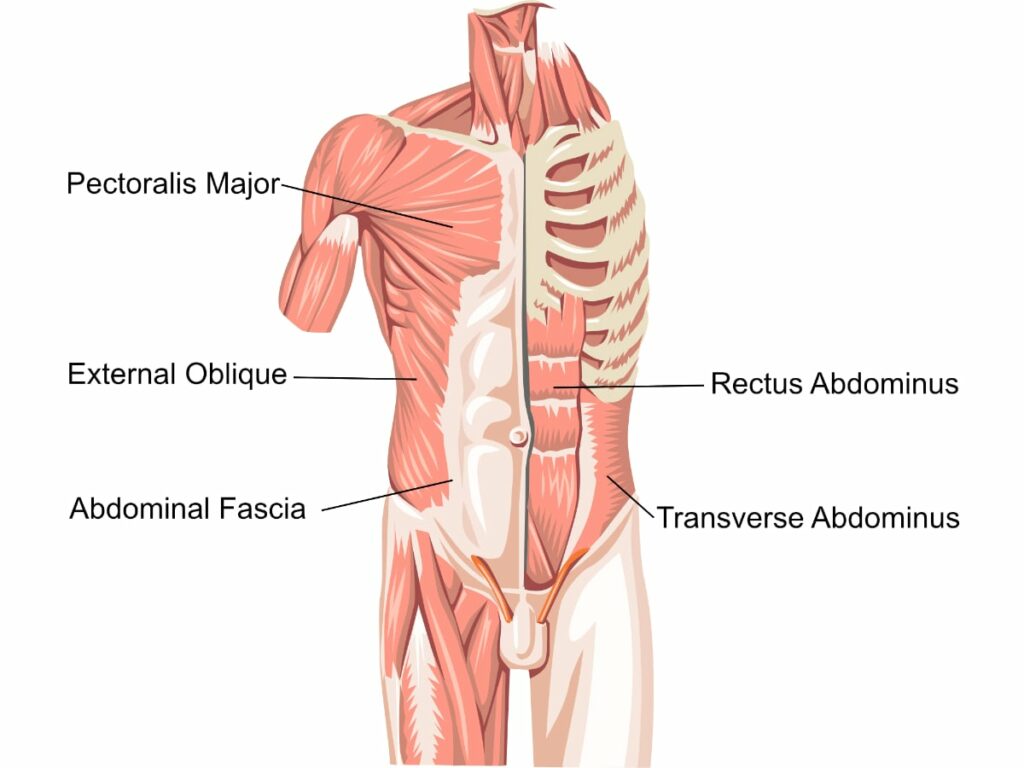core strength anatomy [melioguide]