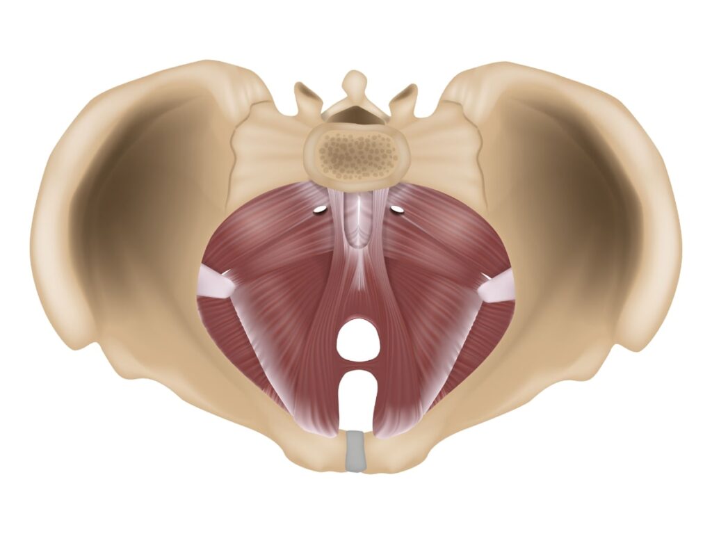 core exercises for osteoporosis - the pelvic floor muscle