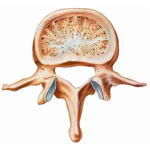 cancellous and cortical bone melioguide