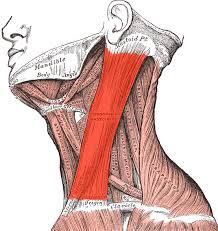 dowager's hump sternocleidomastoid stretch