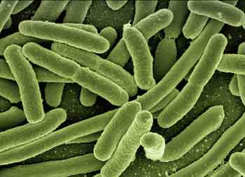 probiotics and bone loss bacteria