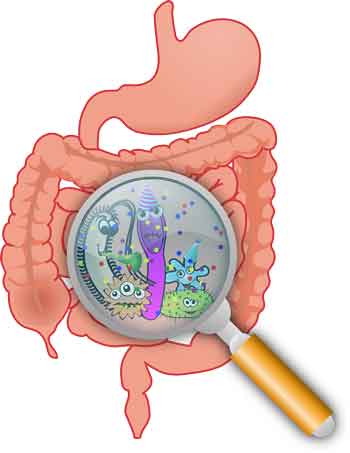 probiotics and bone loss the gut