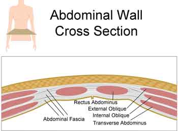 Stronger Abdominals Lead to Improved Balance and Reduced Fall Risk