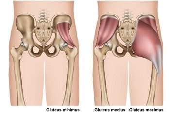 gluteus minimus maximus medius • melioguide physical therapy