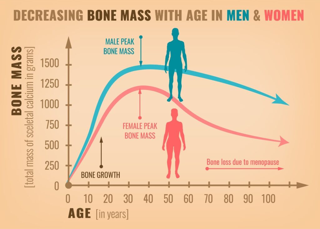 bone modeling and remodeling