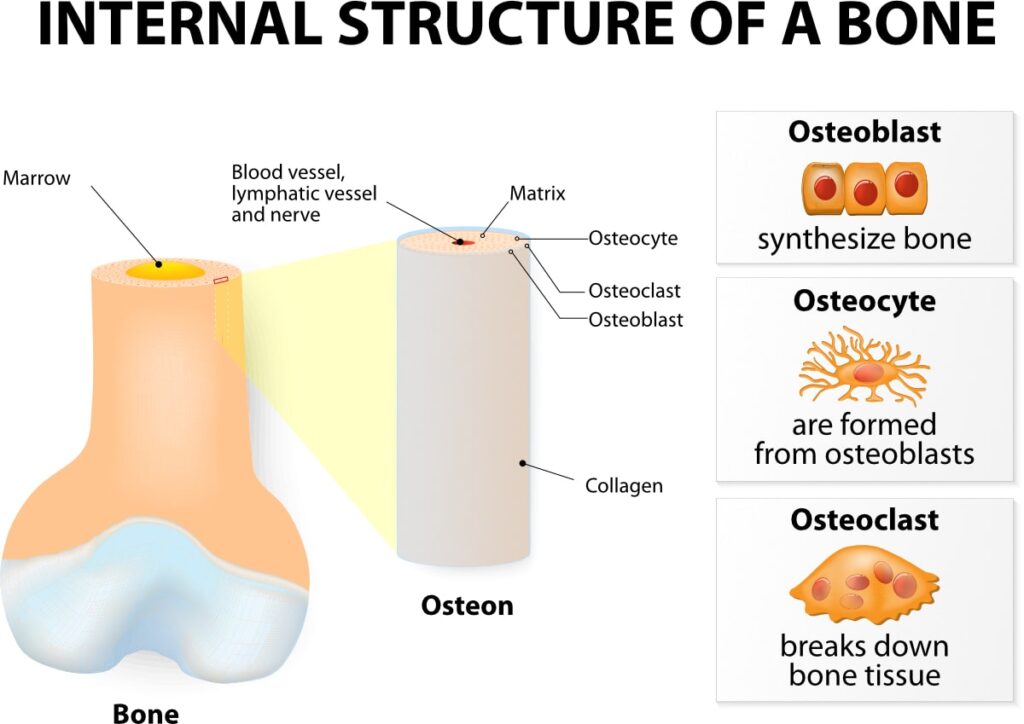 process of bone remodeling