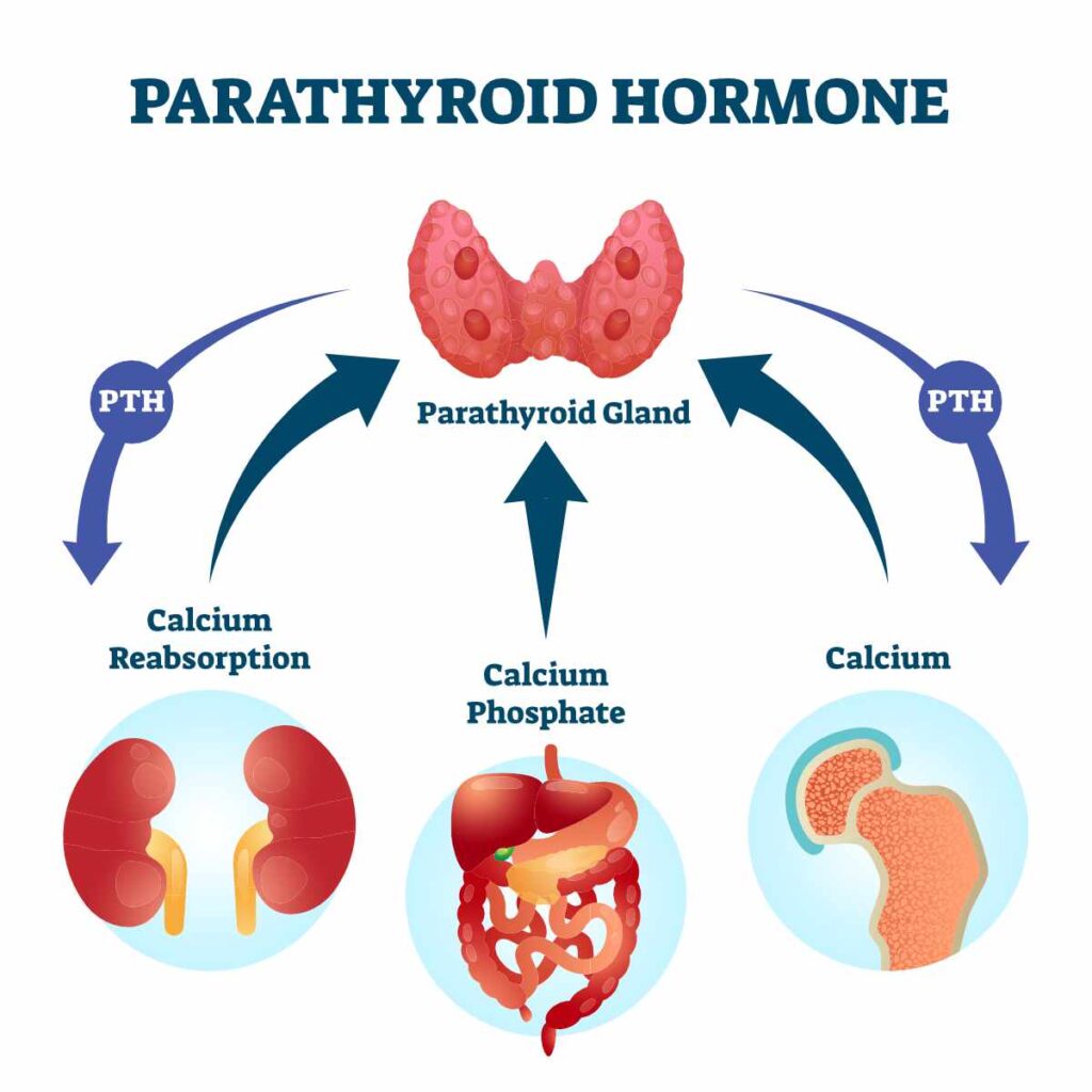 pth hormone and osteoporosis